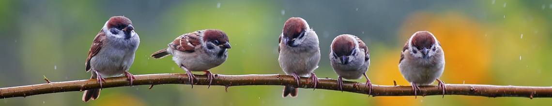 Naturfotografie: Vögel auf Ast